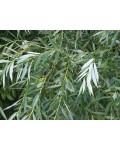 Верба біла | Salix alba | Ива белая