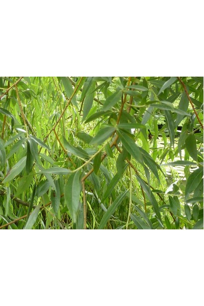 Верба біла сіро-зелене листя