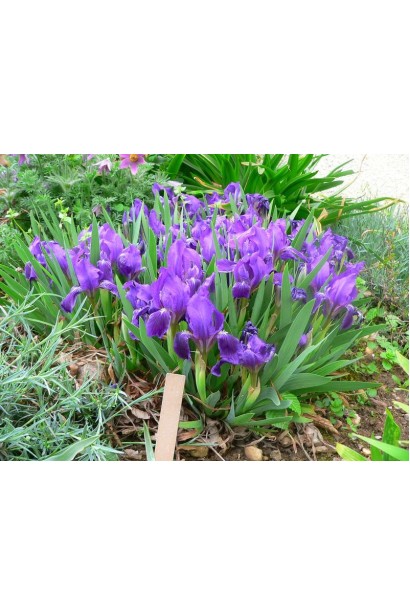 Півники низенькі Блю 