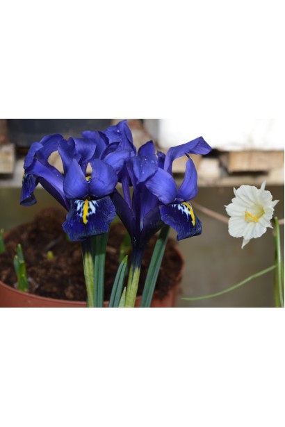 Iris humilis Blue