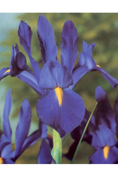 Квітка ірису з шести пелюсток