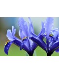 Ирис низкий Блю / Касатик / Петушок | Ірис низький Блю / Касатик / Півник | Iris humilis Blue
