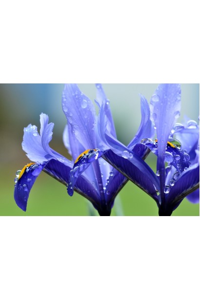 Касатик блакитний