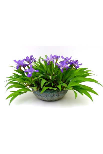 Півник низький Блю в кашпо