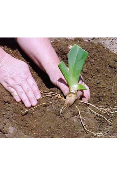 Посадка кореневища ірису в грунт