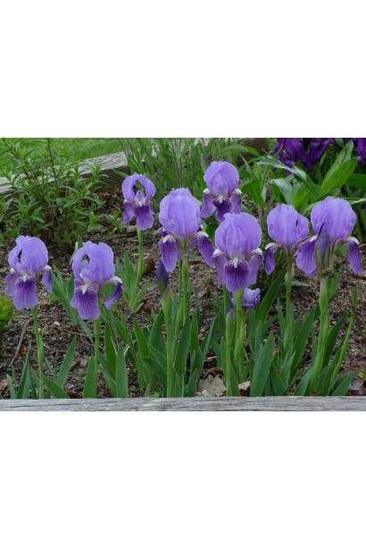 Півники блакитні