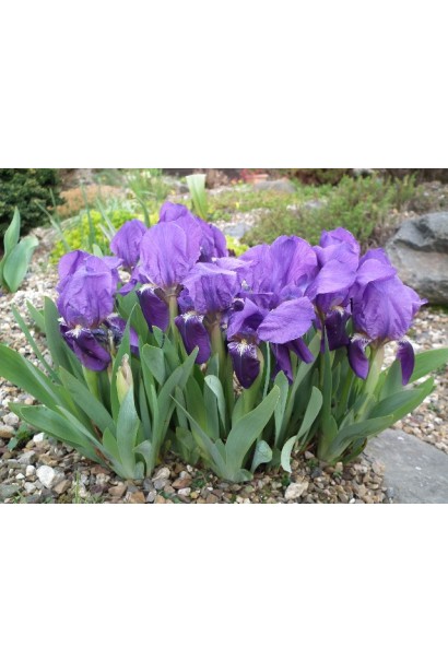 Півники сорт Blue