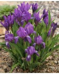 Ірис низький Блю / Касатик / Півник | Ирис низкий Блю /Касатик / Петушок | Iris humilis Blue