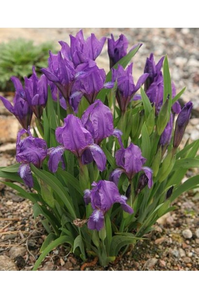 Ірис низький Блю / Півник