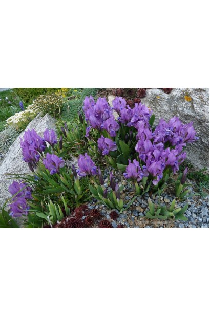 Ірис низький Блю на клумбі