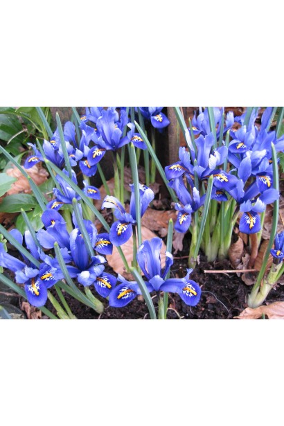 Ірис низький Blue