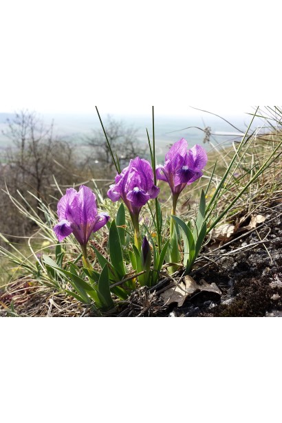 Низькорослі іриси