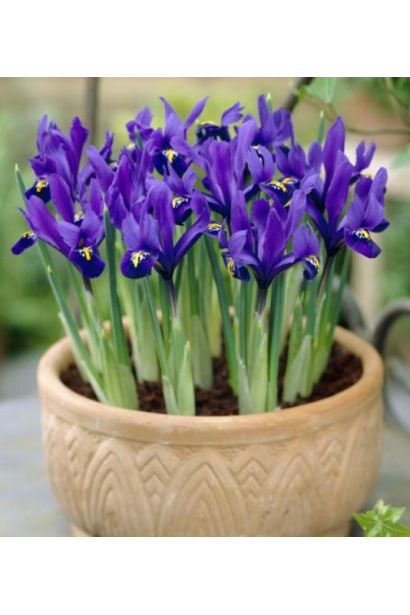 Ірис низький Блю в горщику