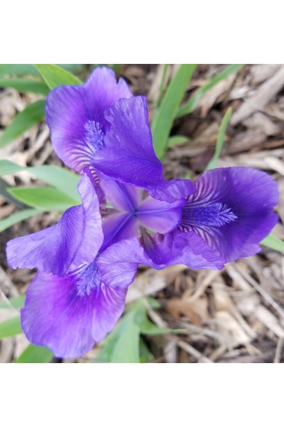 Ірис низький Блю квіти