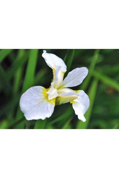 Півник низький Alba