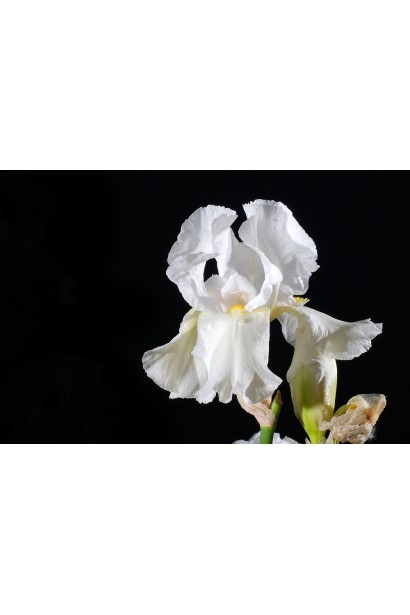 Касатик Альба