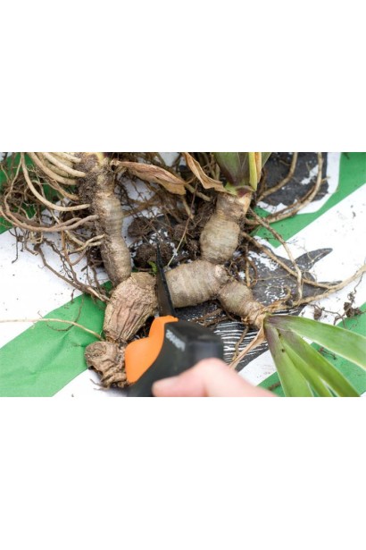 Ірис низький Альба кореневище