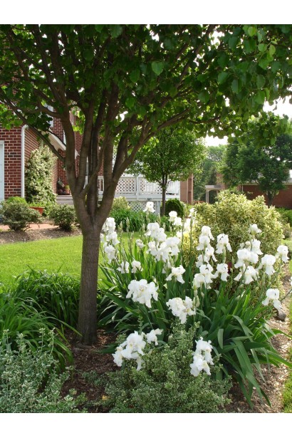 Ірис низький Альба на клумбі