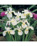 Ирис низкий Альба / Касатик / Петушок | Ірис низький Альба / Півник | Iris humilis Alba