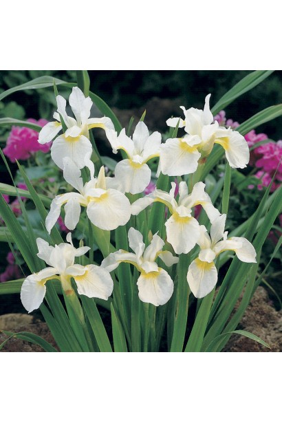 Ірис низький Альба / Півник 