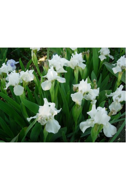 Білосніжні квіти ірису низького Альба