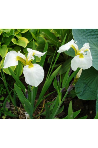 Ірис білого кольору