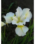 Ирис низкий Альба / Касатик / Петушок | Ірис низький Альба / Півник | Iris humilis Alba