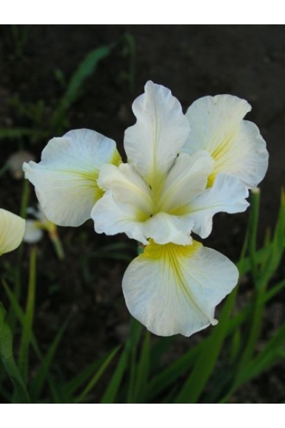 Півники низенькі Альба