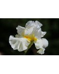 Ірис низький Альба / Касатик / Півник | Ирис низкий Альба / Касатик / Петушок | Iris humilis Alba