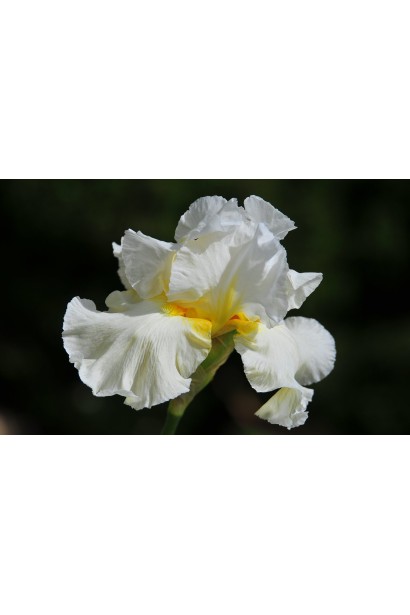 Квітка півника низенького альба