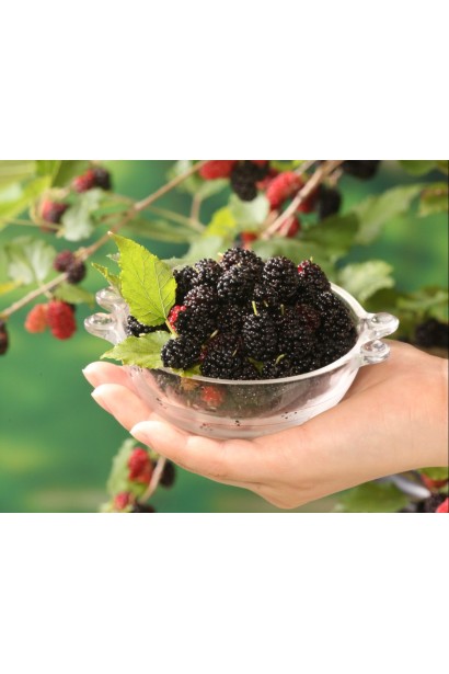 Шовковиця домашня  великі чорні ягоди.