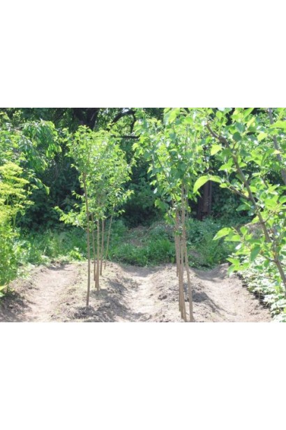 Шовковиця для живоплоту і смачних плодів.