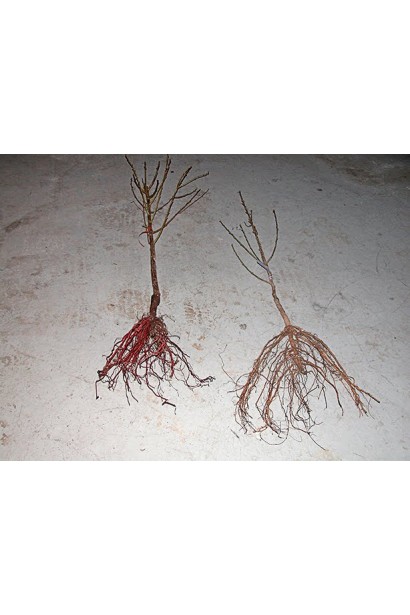 Шовковиця домашня з голим коренем