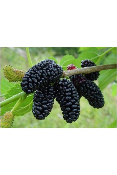 Mulberry tree з соковитими і корисними плодами.
