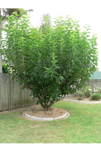 Mulberry tree — універсальне дерево для ландшафту і урожаю.