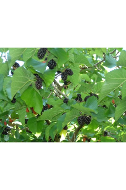 Mulberry tree з ягодами на будь-який смак.