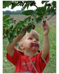 Шелковица домашняя | Шовковиця домашня | Mulberry tree
