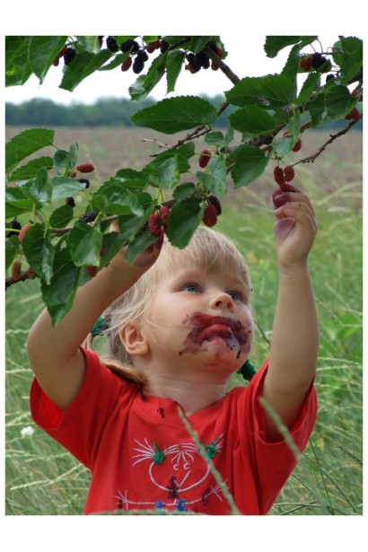 Шовковиця домашня для сімейного саду.
