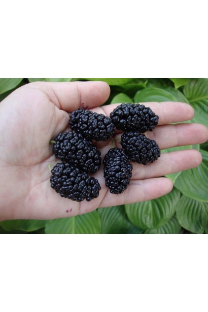 Шовковиця домашня — природне джерело вітамінів.