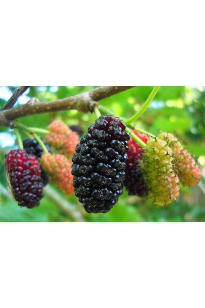 Домашня шовковиця з ароматними ягодами.