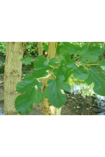 Високоврожайна шовковиця домашня з солодкими ягодами.