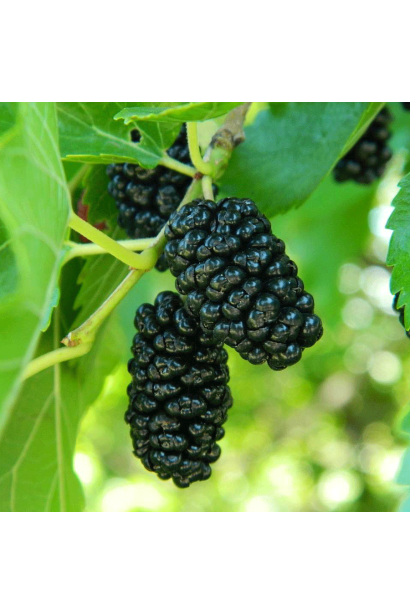 Шовковиця для вашого саду — декоративна і плодовита.