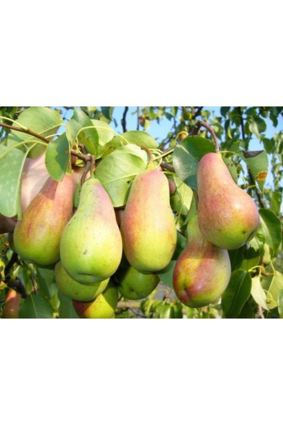 Груша домашняя Талгарская Красавица