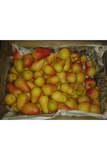 Груша Талгарская Красавица урожай