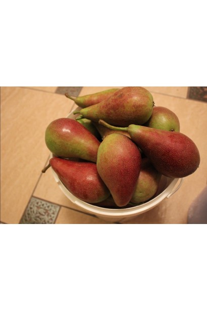 Pyrus communis Talgarskaya Krasavitsa