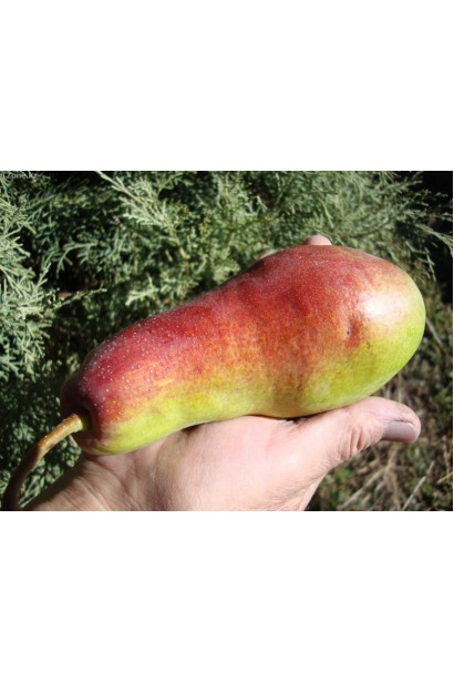 Груша Талгарская Красавица плоды с красным румянцем