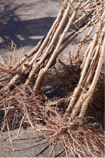 Груша Талгарская Красавица саженцы голый корень