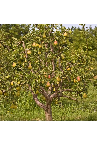 Груша Талгарская Красавица дерево в саду