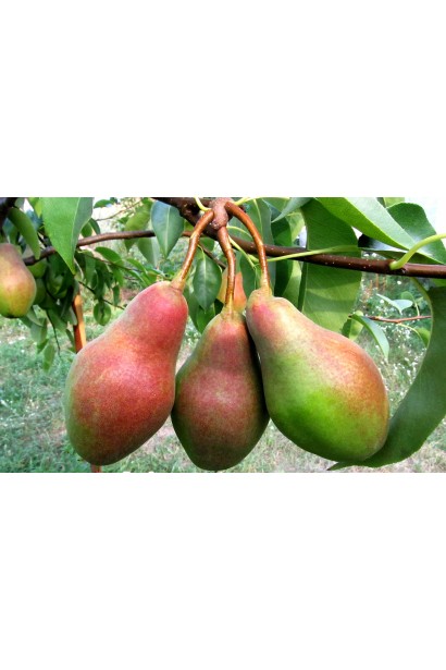 Груша осенняя Талгарская Красавица плоды