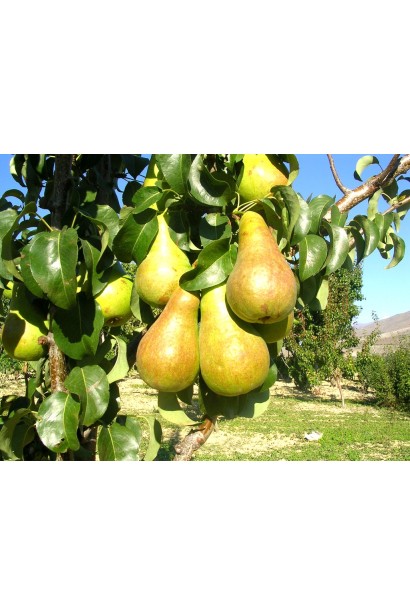 Груша обыкновенная Талгарская Красавица